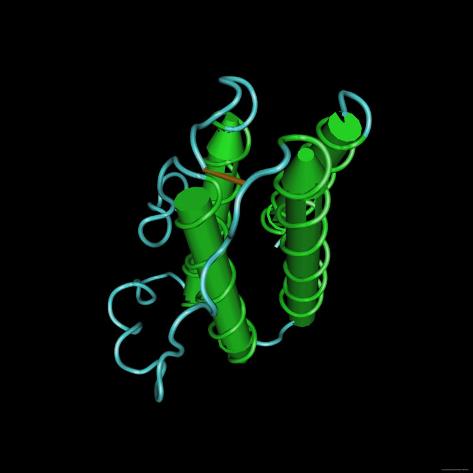Leptin Leptin