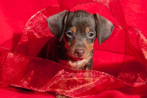 doxen puppy doxen puppy in photographic print by zandria muench beraldo at allposters doxen puppy doxen puppy in photographic print by zandria muench beraldo at allposters