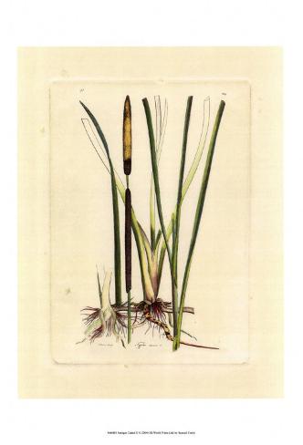  - samuel-curtis-antique-cattail-ii