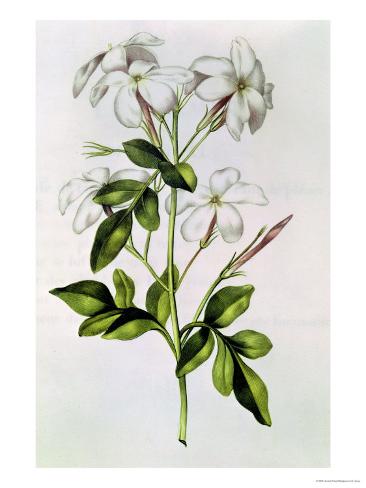  - nicolas-robert-jasmine-from-la-guirlande-de-julie-circa-1642