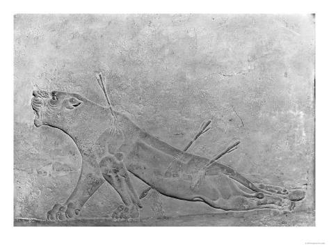 Wounded Lioness