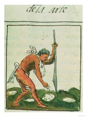 aztecs maize