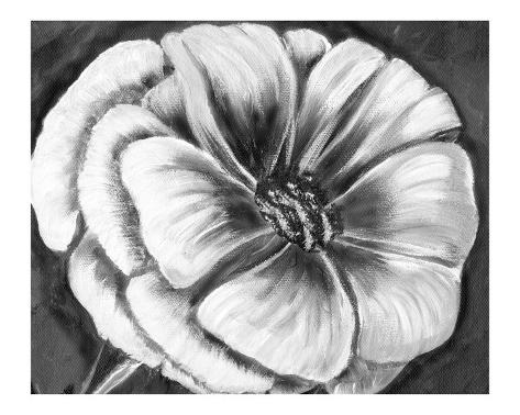 Imagenes Figurativas Blanco Y Negro | flores en blanco y negro l 225 mina gicl 233 e por kim avent Imagenes Figurativas Blanco Y Negro | flores en blanco y negro l 225 mina gicl 233 e por kim avent