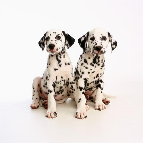 Dalmatian Puppies on Pair Of Dalmatian Puppies Photographic Print By Pat Doyle At