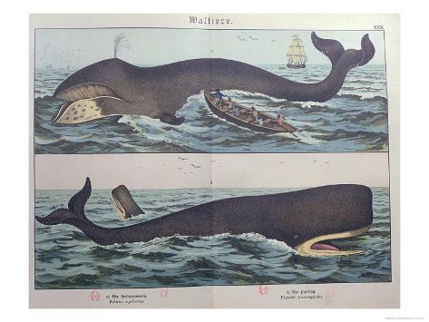 http://imgc.allpostersimages.com/images/P-473-488-90/15/1502/P1DBD00Z/posters/whaling-and-sperm-whale-from-natural-history-of-mammals.jpg