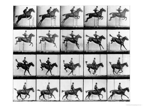 Horse Motion