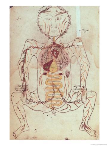 Human Circulatory Diagram