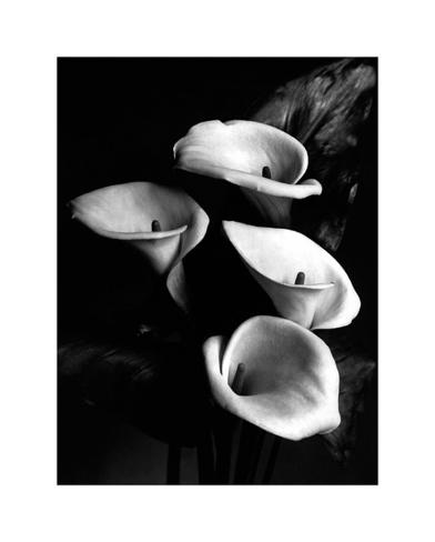 Four Lilies Art Print