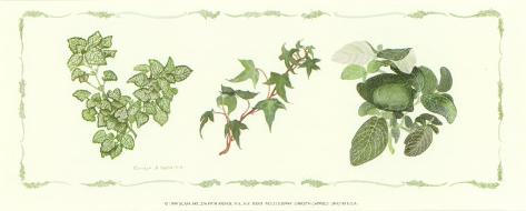 Ivy Print
