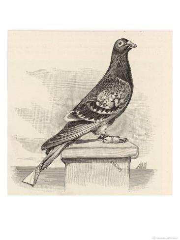 Pigeon Foot