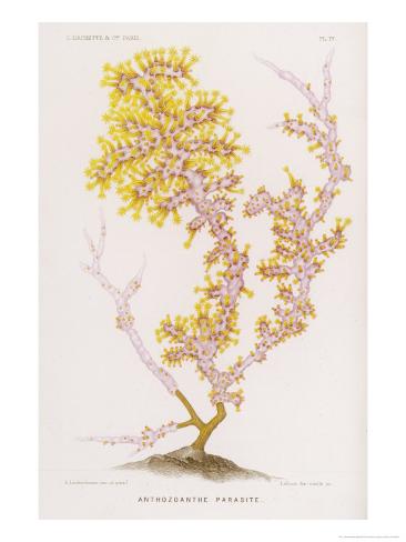Anthozoanthe Parasite: a Type of Coral Giclee Print