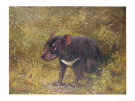 Tasmanian Devil Marsupial