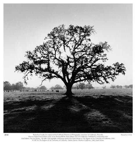 Ansel Adams Oak