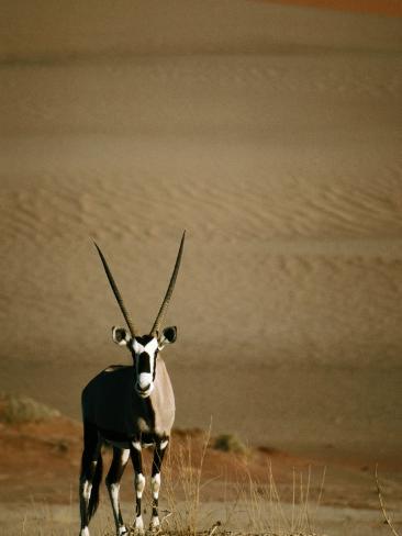 Oryx Frame