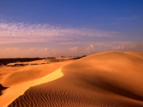 animal tracks australia