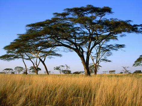 serengeti plains animals