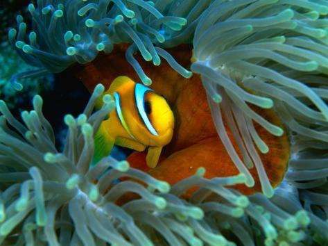  Anemone Fish on Red Sea Anemonefish Amphiprion Bicinctus   Red Sea And Gulf Of Aden