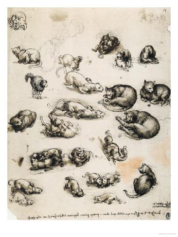Cats Lions