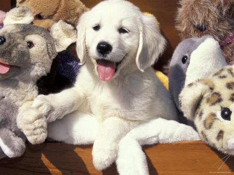 Golden Retriever Puppy with Toys