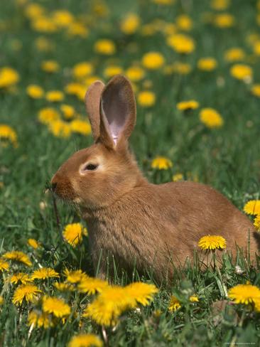 rabbit breed poster