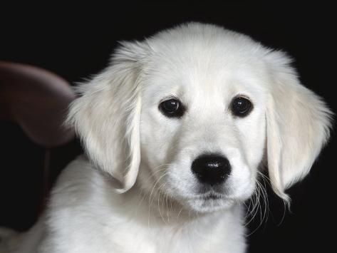 Golden Retriever Puppy