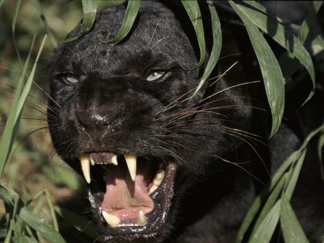 lynn-m-stone-melanistic-black-form-leopard-snarling-often-called-black-panther.jpg
