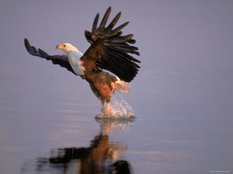 tony eagle
