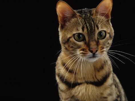 The Rouge, Twig. Jane-burton-domestic-cat-female-brown-spotted-bengal