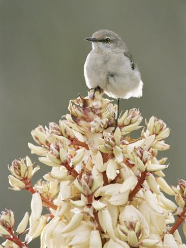 Flower on Texas Yucca