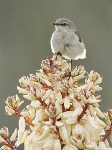 Flower  on Texas Yucca