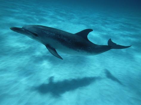 Remove Shadows Underwater Spring Rts Engine Remove Shadows Underwater Spring Rts Engine