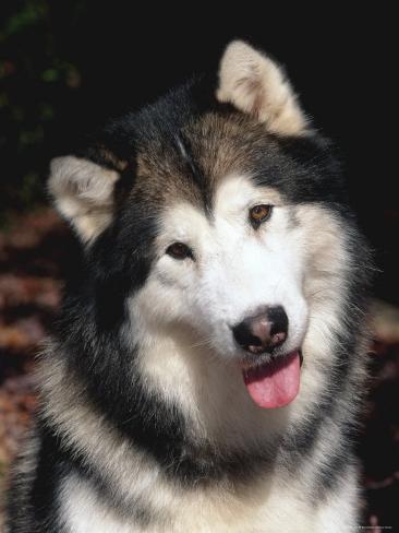 great alaskan malamute