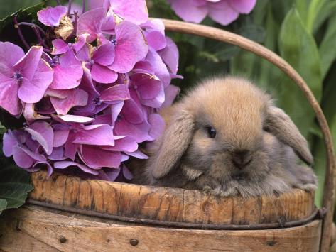 Baby Holland Lop Eared Rabbit in Basket, USA Posters by Lynn M ...