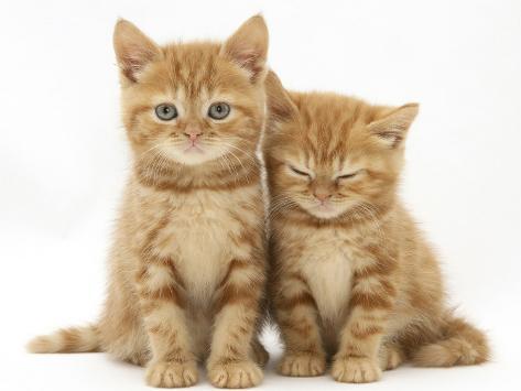 pictures of ginger kittens funny