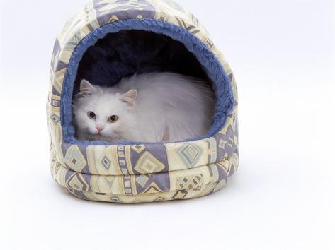 Igloo Bed