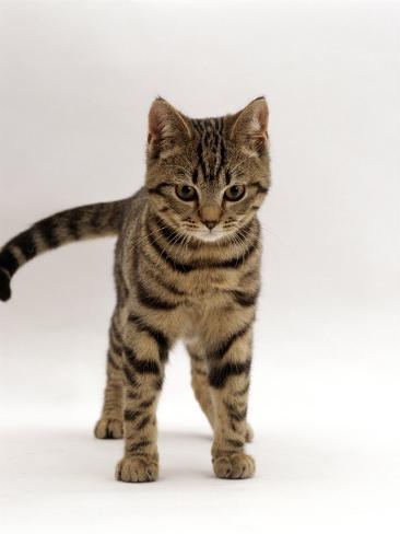 jane-burton-domestic-cat-brown-tabby-cat