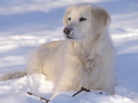 http://imgc.allpostersimages.com/images/P-473-488-90/21/2143/YXQED00Z/posters/lynn-m-stone-golden-retriever-lying-in-snow-usa.jpg