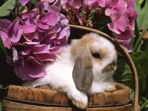 Holland Lop Eared Rabbit in Basket, USA Prints by Lynn M. Stone at ...