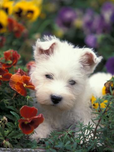 Westie Welpen unter den Blumen
