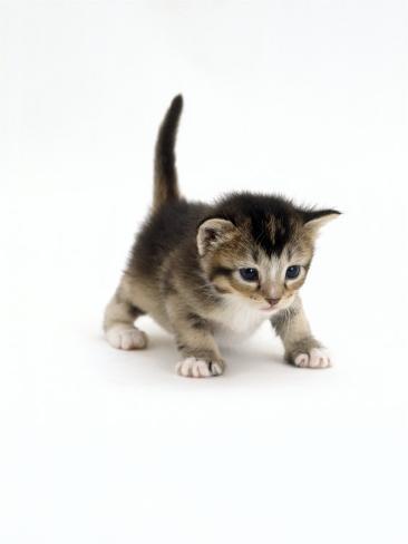 Domestic Cat, 3-Week Ticked-Tabby Kitten Premium Poster