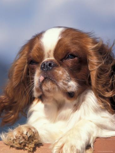 Adult cavalier charles king sale spaniel Adult cavalier charles king sale spaniel