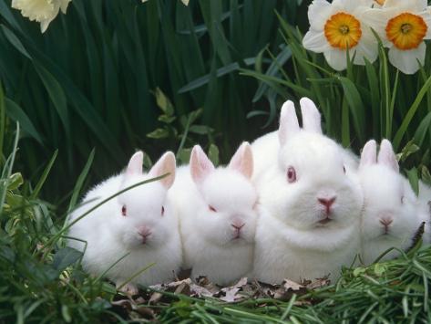 Holland Dwarf Rabbit