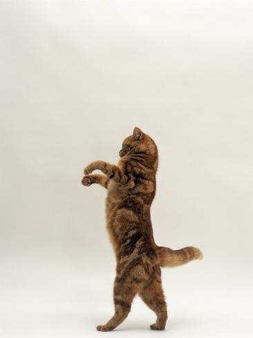 jane-burton-domestic-cat-red-tabby-british-shorthair-female-standing-on-back-legs-trying-to-catch-lure.jpg