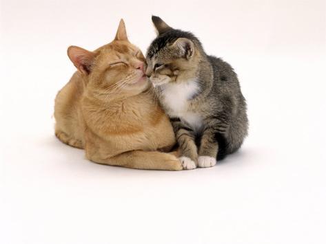 Agouti Cat