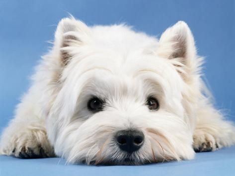 West Highland Terrier images free, Picture of West Highland Terrier , West Highland Terrier s pictures, wallpaper of West Highland Terrier , Photos of West Highland Terrier