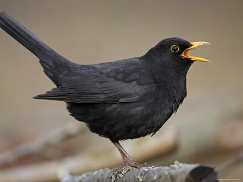 markus-varesvuo-blackbird-turdus-merula-male-singing-helsinki-finland.jpg