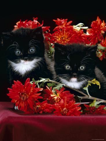 Domestic Cat, PersianCross Kittens with Chrysanthemums Photographic Domestic Cat, PersianCross Kittens with Chrysanthemums Photographic