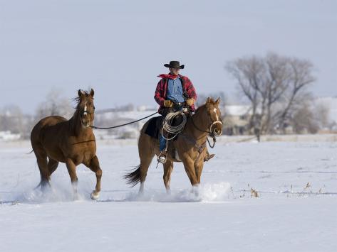 red dun gelding