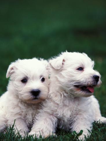 West Highland White Terrier