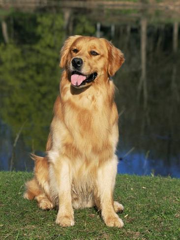 lynn-m-stone-domestic-dog-sitting-portrait-golden-retriever-canis-familiaris-illinois-usa